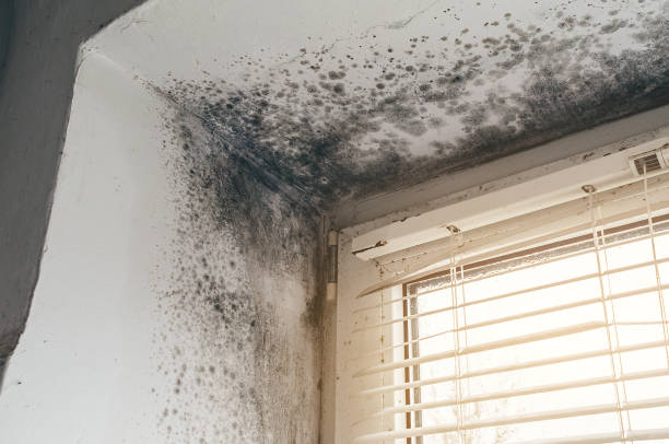 Affordable Mold Removal solutions in Mcdaniel, MD