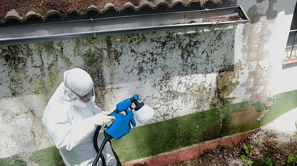 Top rated local Mold Removal specialists in Mcdaniel, MD